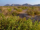 Foto: Oman: the Native Shore of Turtles